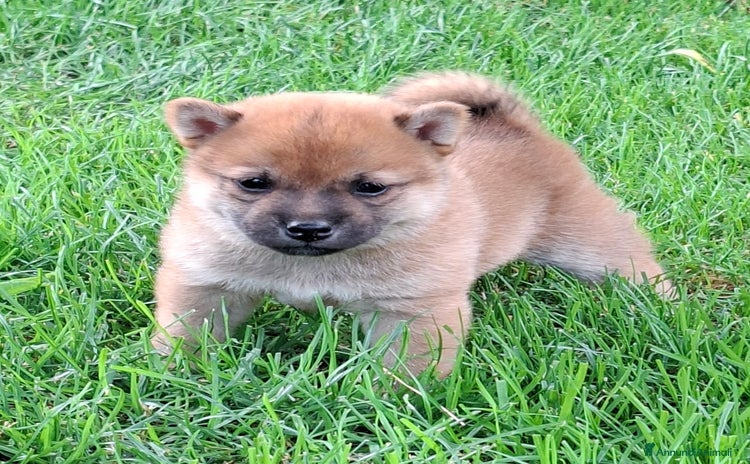 Shiba Inu cani a Provincia di Treviso - Annuncio 11