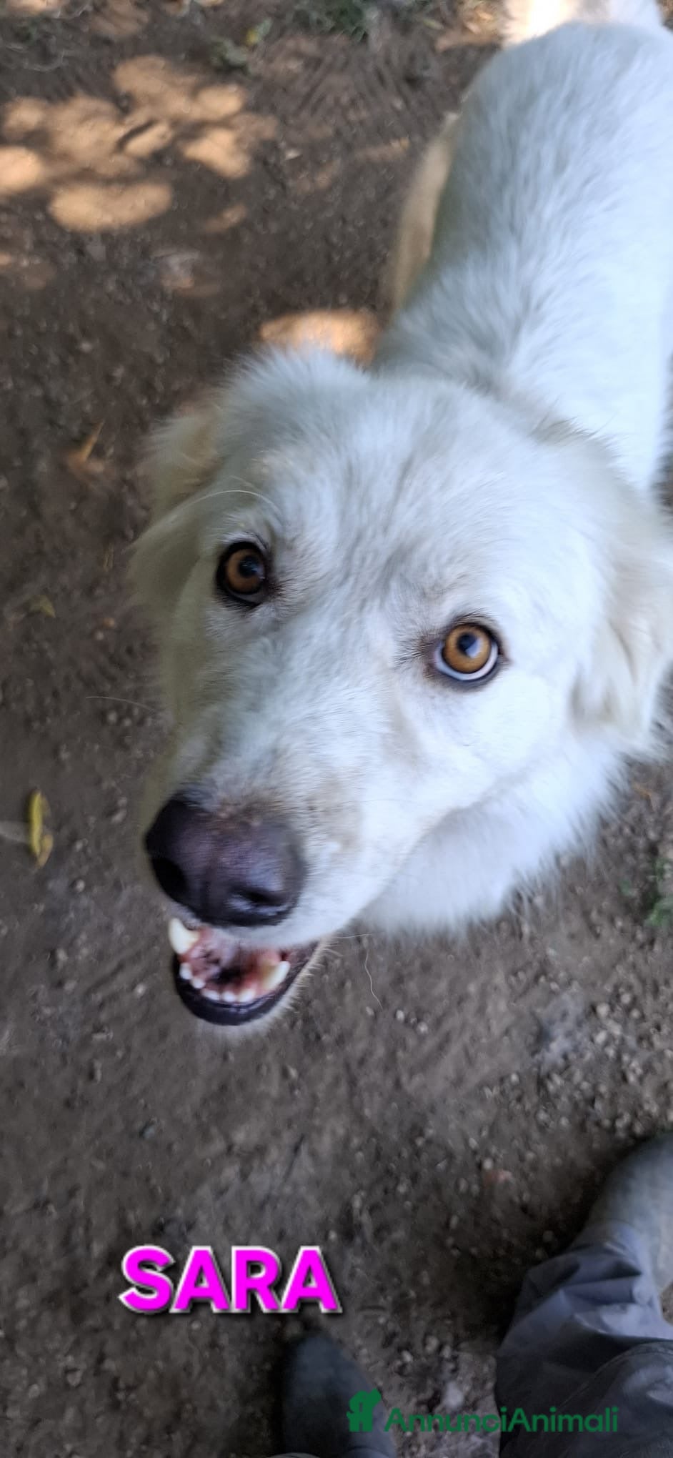 Pastore Abbruzzese Maremmano cani Sara e Bingo dolcissimi simil maremmani - Annuncio 2