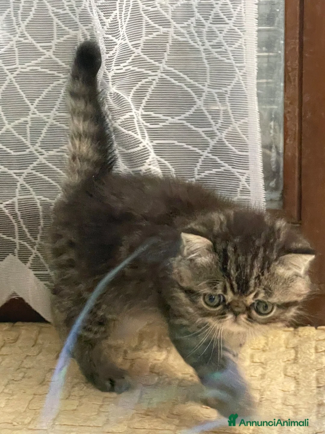 Persiano gatti in vendita: exotic shortaire maschio - Annuncio 2