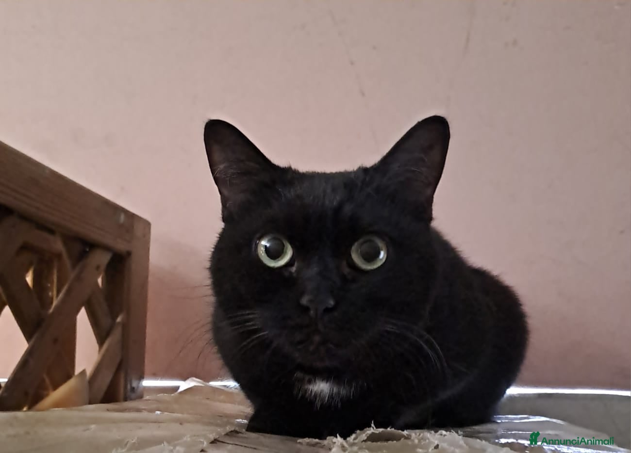 Meticcio gatti Giulia micia nera due anni - Annuncio 5