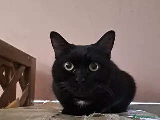 Meticcio gatti Giulia micia nera due anni - Annuncio 22