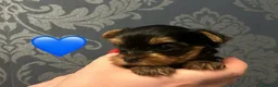 Yorkshire cani in vendita: Cuccioli di Yorkshire Terrier - Annuncio 10