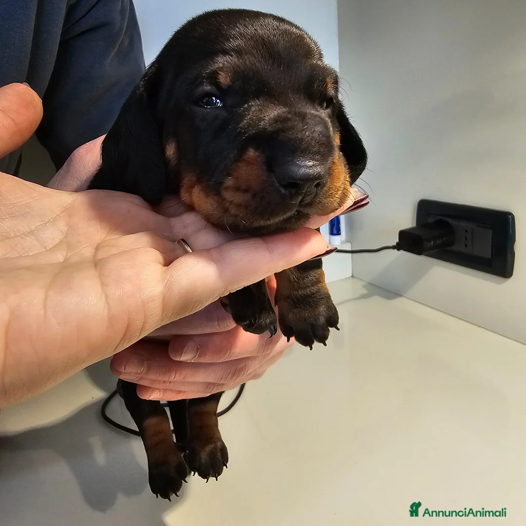 Bassotto cani in vendita: Vendita cuccioli di bassotto - Annuncio 15