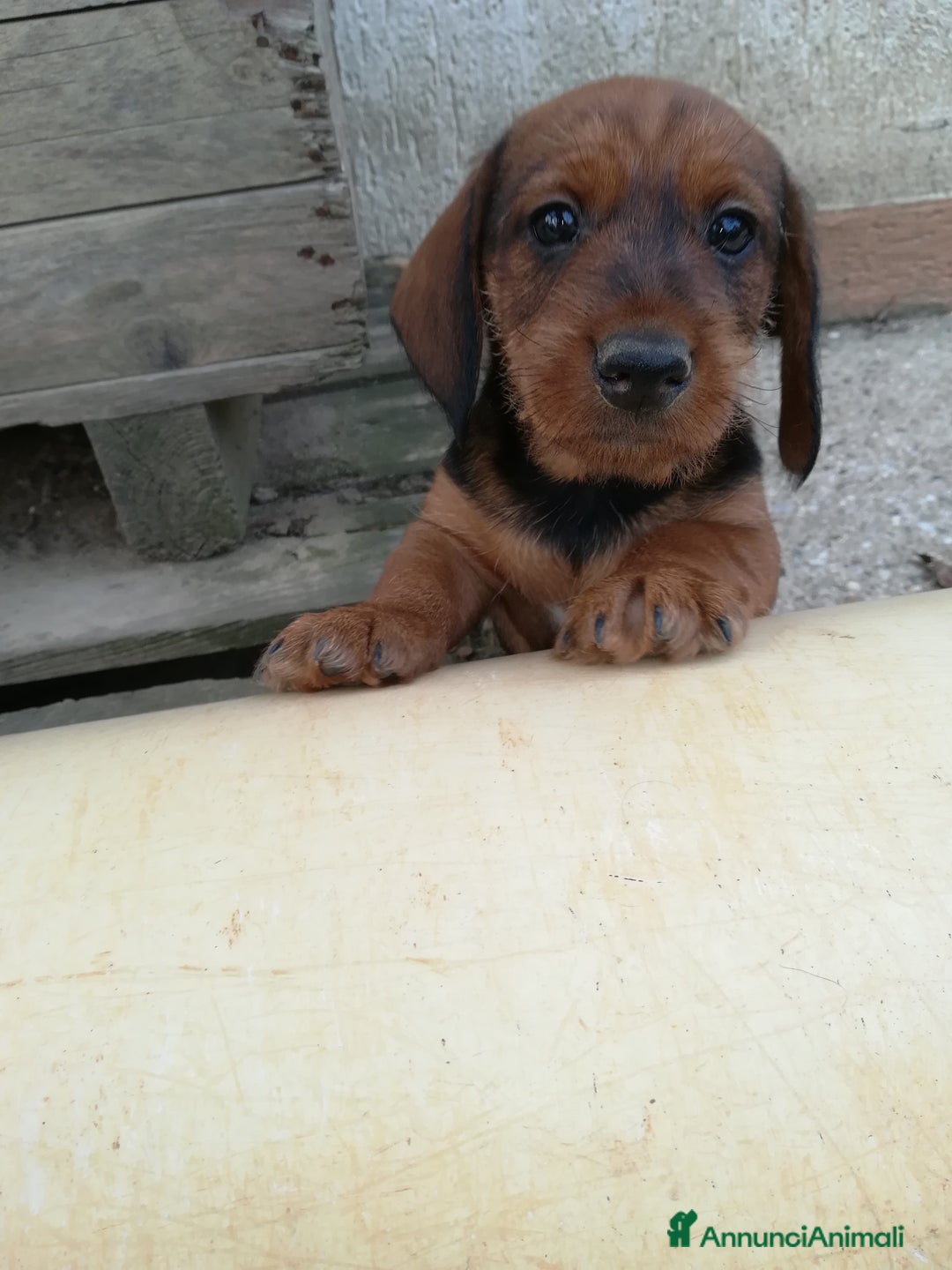 Bassotto cani in vendita: Bassotto pelo duro  - Annuncio 15