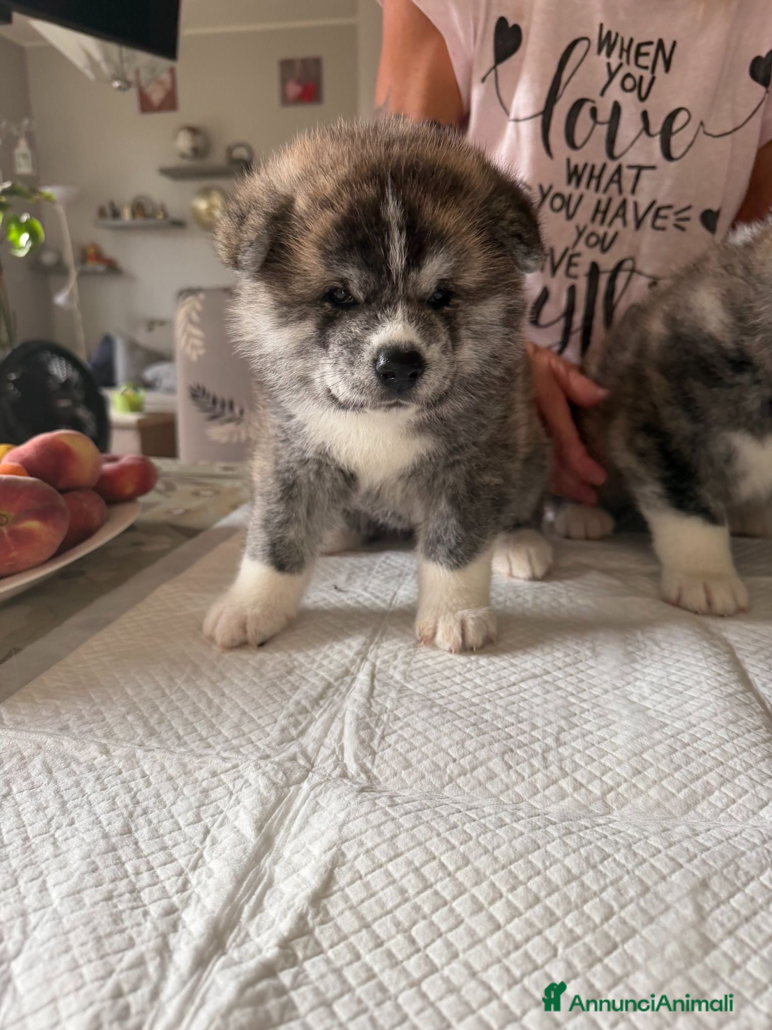 Akita Inu cani Splendidi Cuccioli di Akita con Pedigree - Annuncio 1