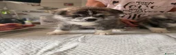 Akita Inu cani in vendita: Splendidi Cuccioli di Akita con Pedigree a Provincia di Lodi - Annuncio 1