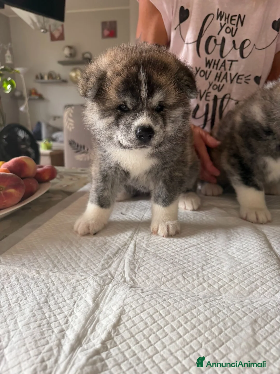 Akita Inu cani in vendita: Splendidi Cuccioli di Akita con Pedigree a Provincia di Lodi - Annuncio 1