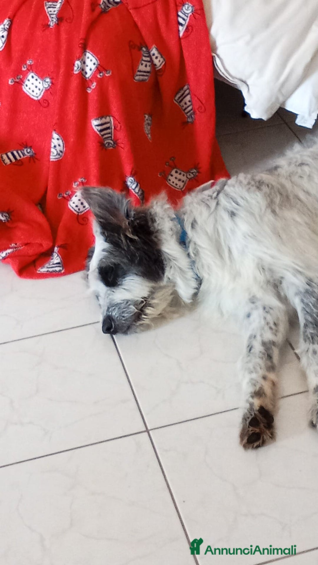 Meticcio cani in regalo: Meticcio in regalo  - Annuncio 5