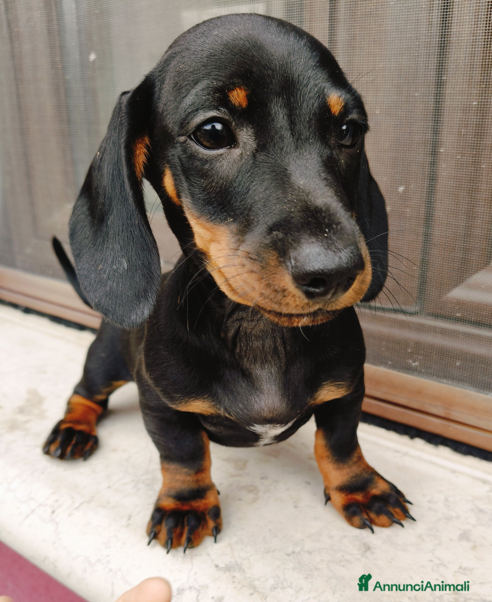 Bassotto cani in vendita: Bassotto maschio  - Annuncio 3