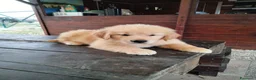 Golden Retriever cani in vendita: Golden Retriever Americani 100% con Pedigree ENCI - Annuncio 5