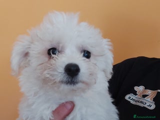 Bolognese cani Bolognese a Magenta - Annuncio 1