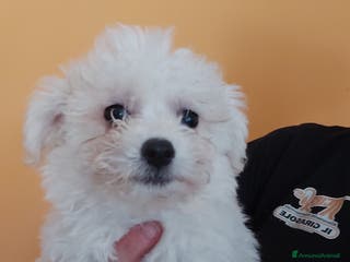 Bolognese cani Bolognese a Magenta - Annuncio 1