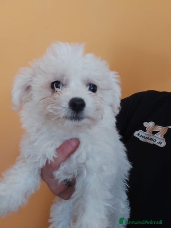 Bolognese cani a Magenta - Annuncio 1