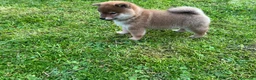 Shiba Inu cani in vendita: Shiba inu - Annuncio 11