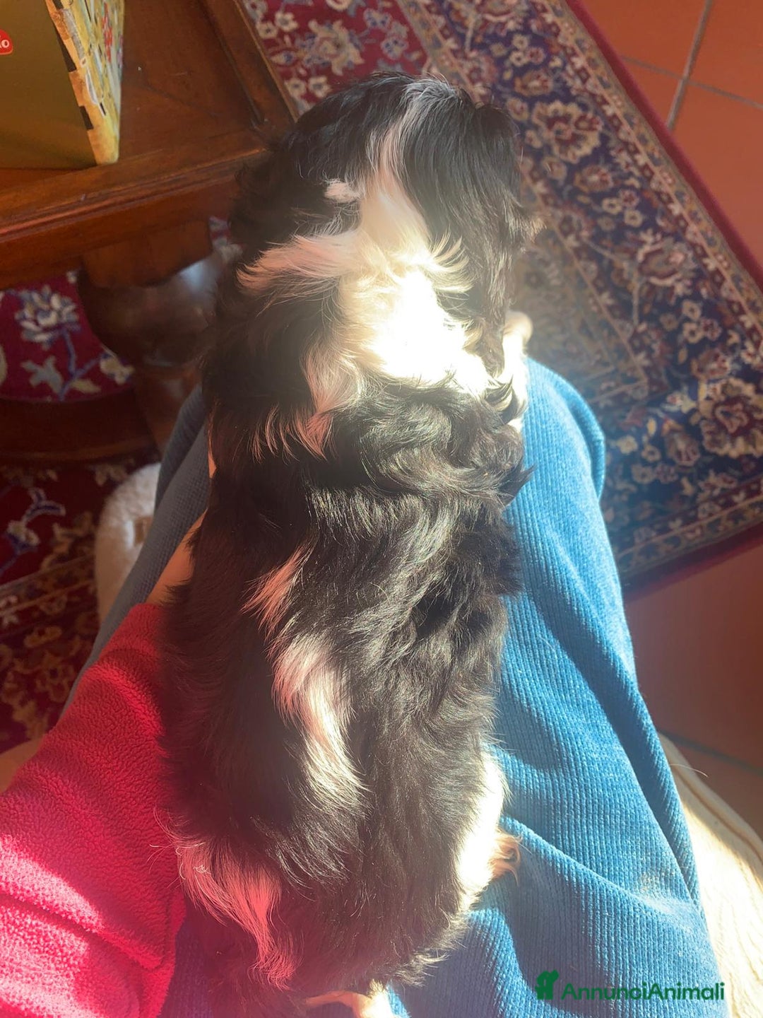 Cavalier King cani in vendita: Cuccioli di Cavalier King Charles Spaniel - Annuncio 16