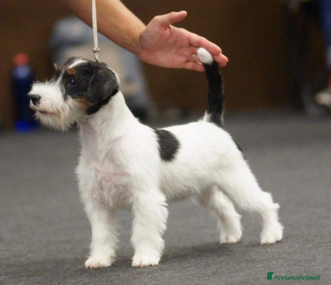 Immagine della galleria {{count}}