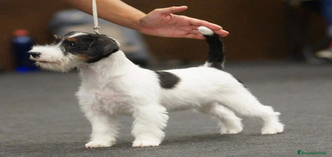 Immagine della galleria {{count}}