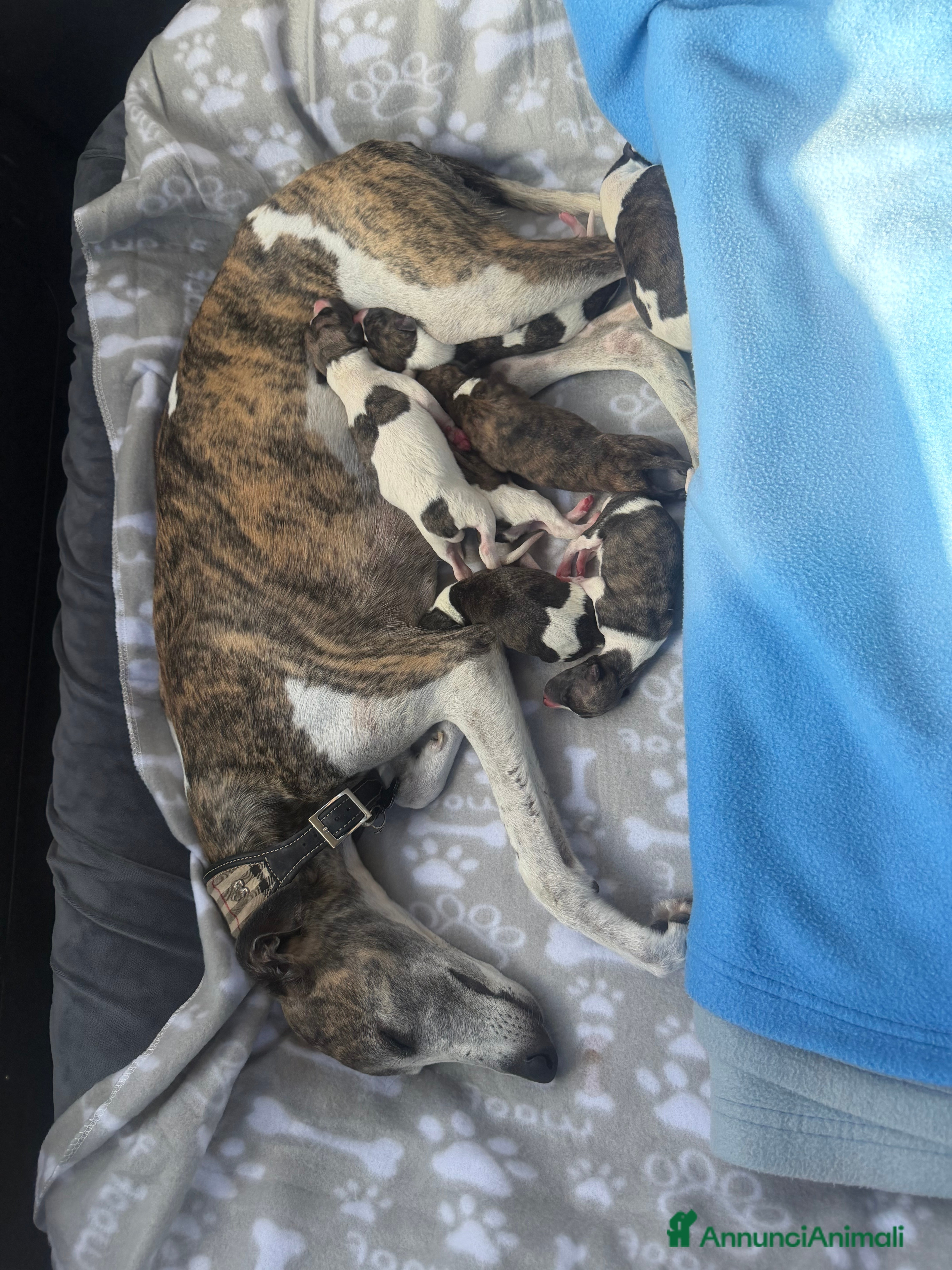 Whippet cani Cucciolo levriero Whippet  - Annuncio 1