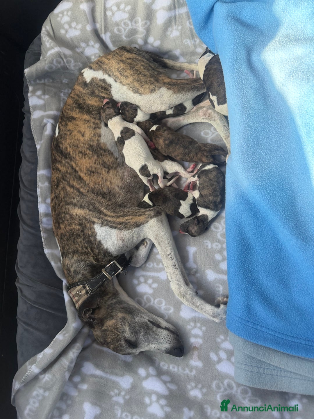 Whippet cani in vendita: Cucciolo levriero Whippet  - Annuncio 1