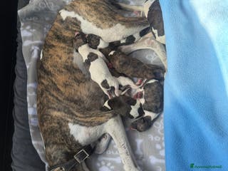 Whippet cani Cucciolo levriero Whippet - Annuncio 2