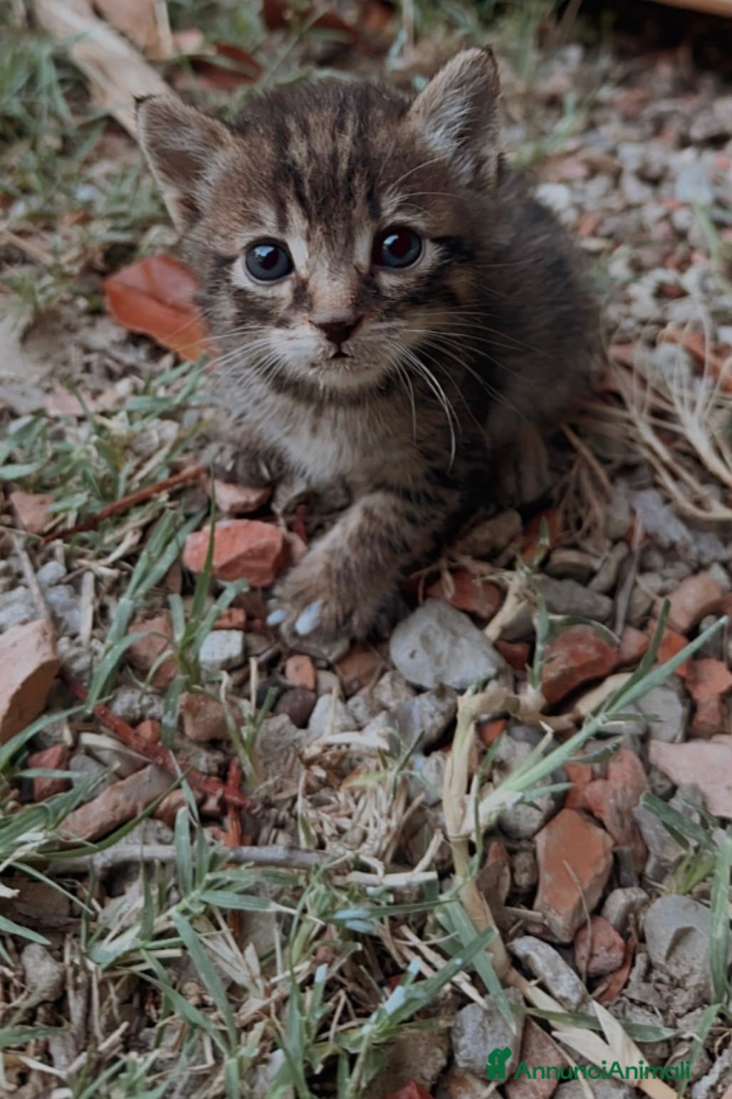 Meticcio gatti Regalo gattina   - Annuncio 5