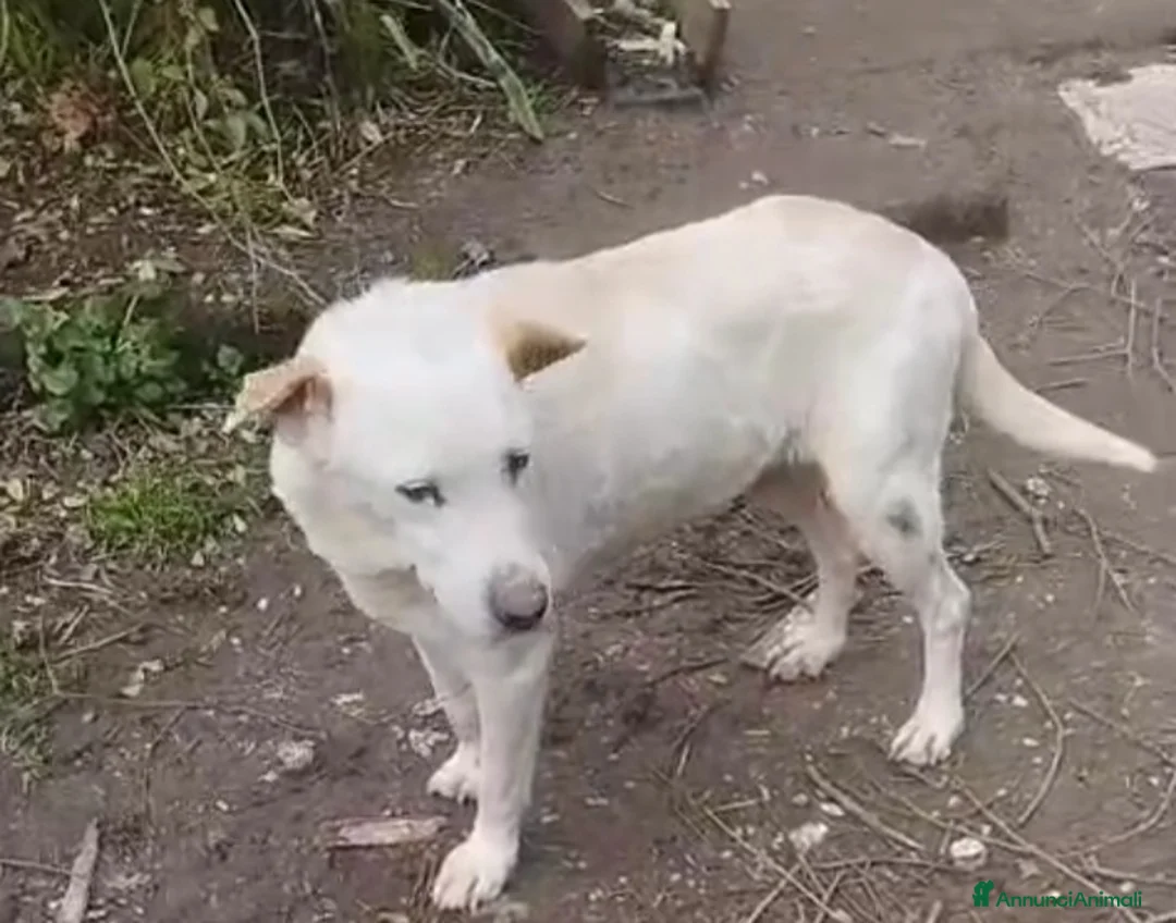 Meticcio cani in regalo: Teo 9ANNI DI SILENZIOSA SOFFERENZA IN CANILE.ROMA a Città metropolitana di Milano - Annuncio 3