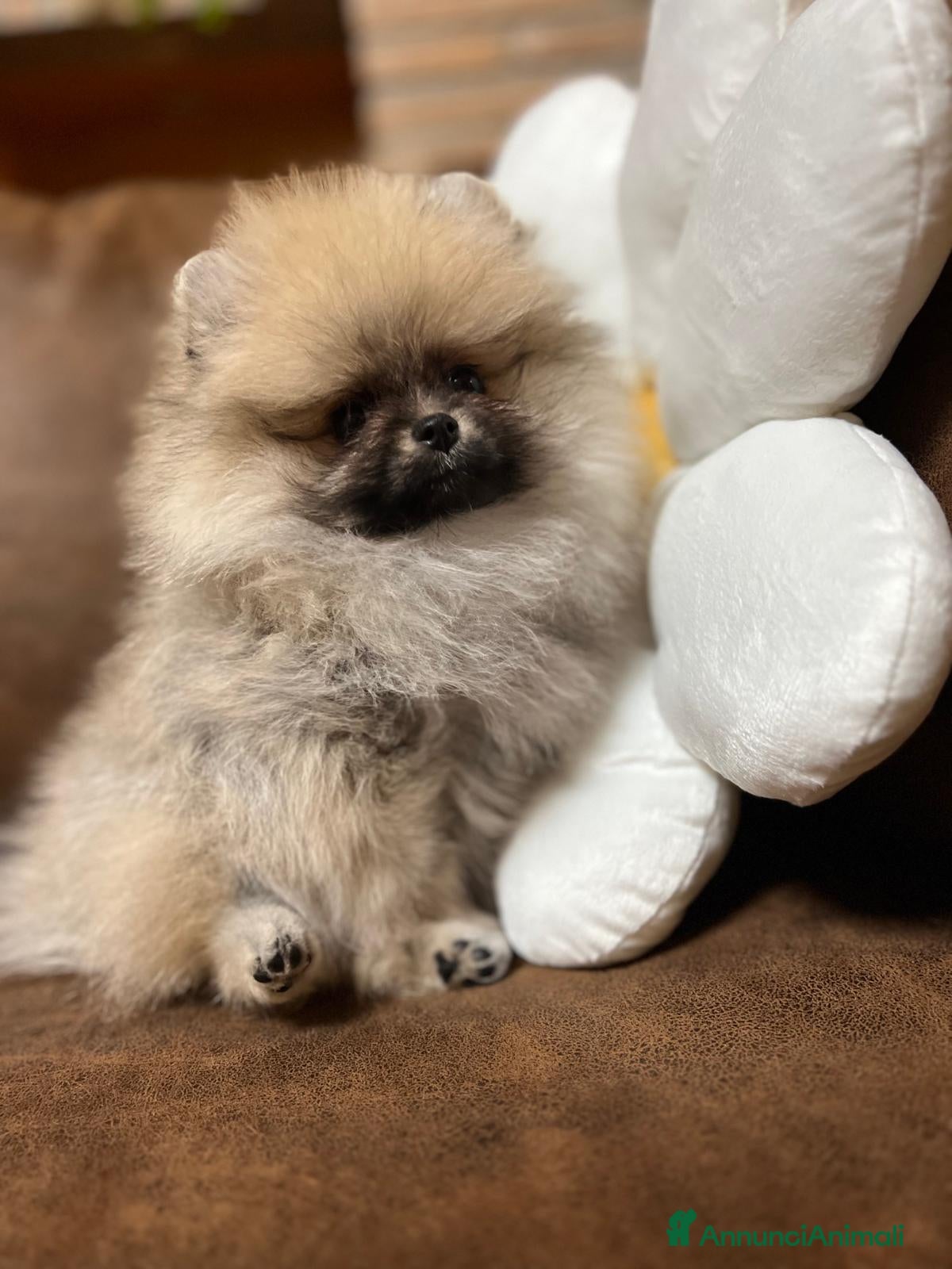 Volpino Pomerania cani CUCCIOLA DI POMERANIA CON PEDIGREE - Annuncio 9