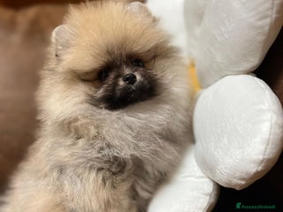 Volpino Pomerania cani CUCCIOLA DI POMERANIA CON PEDIGREE - Annuncio 7