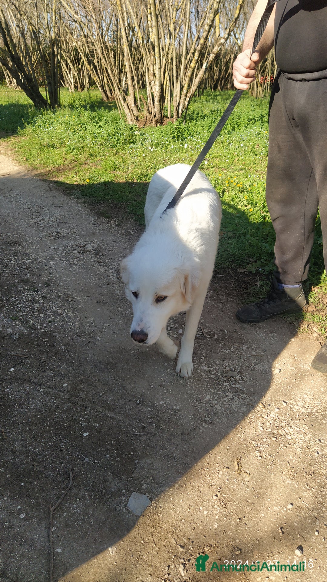 Pastore Maremmano cani in regalo: Meravigliosa Delia a Provincia di Viterbo - Annuncio 3