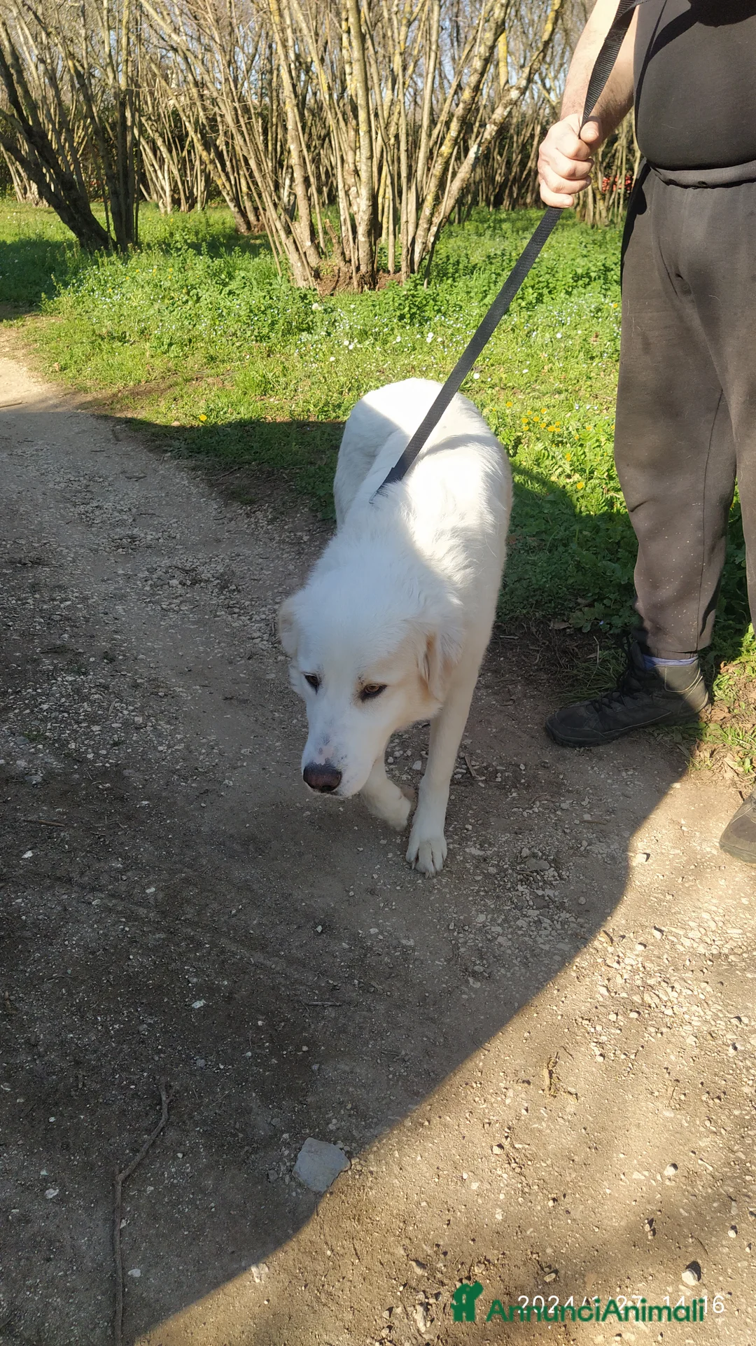 Pastore Maremmano cani in regalo: Meravigliosa Delia a Provincia di Viterbo - Annuncio 3