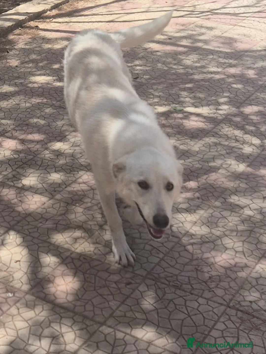 Meticcio cani in regalo: Gilda 1anno meravigliosa tg media PALERMO  - Annuncio 3