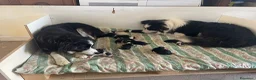 Border Collie cani in vendita: Cuccioli di Border collie - Annuncio 8