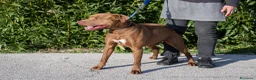 Pitbull cani in regalo: Meraviglioso Red nose - Annuncio 4