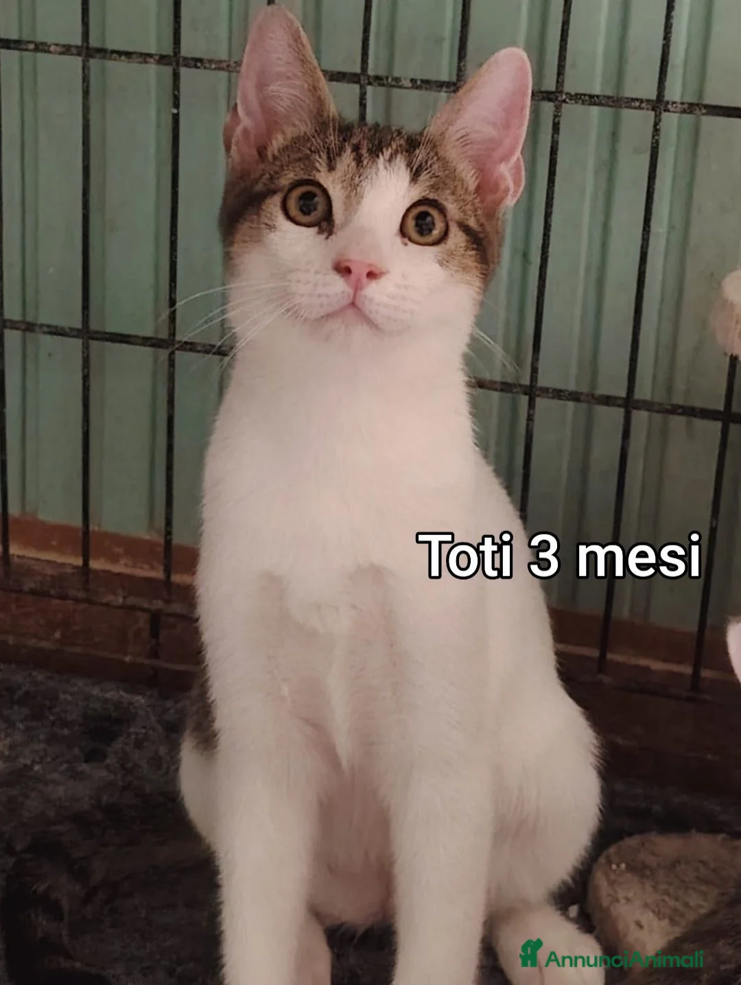 Europeo gatti in regalo: GATTINI ABBANDONATI: URGENTE  a Città Metropolitana di Torino - Annuncio 11