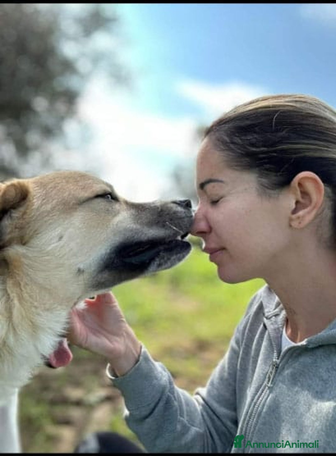 Meticcio cani in regalo: Ronny, 2 anni a Provincia di Bergamo - Immagine 2