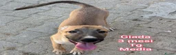 Meticcio cani in regalo: TANTI CUCCIOLI SOLI  a Provincia di Vicenza - Annuncio 5