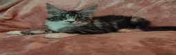 Maine Coon gatti in vendita: PEPITA - Annuncio 4