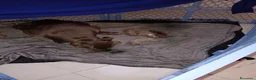 Pitbull cani in vendita: Cuccioli di american Pitbull  - Annuncio 2