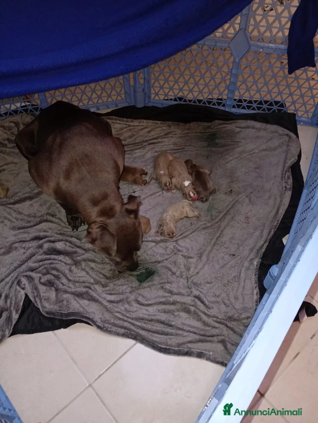 Pitbull cani in vendita: Cuccioli di american Pitbull  - Annuncio 2