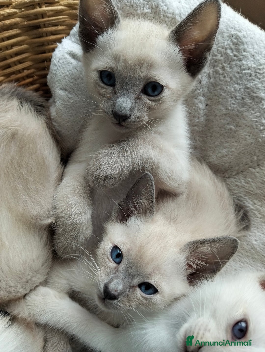 Thai gatti in vendita: Thai, tipo tradizionale di Siamese, Pedigree - Annuncio 8