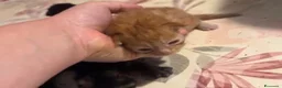 Maine Coon gatti in vendita: Cuccioli di maine coon - Annuncio 3