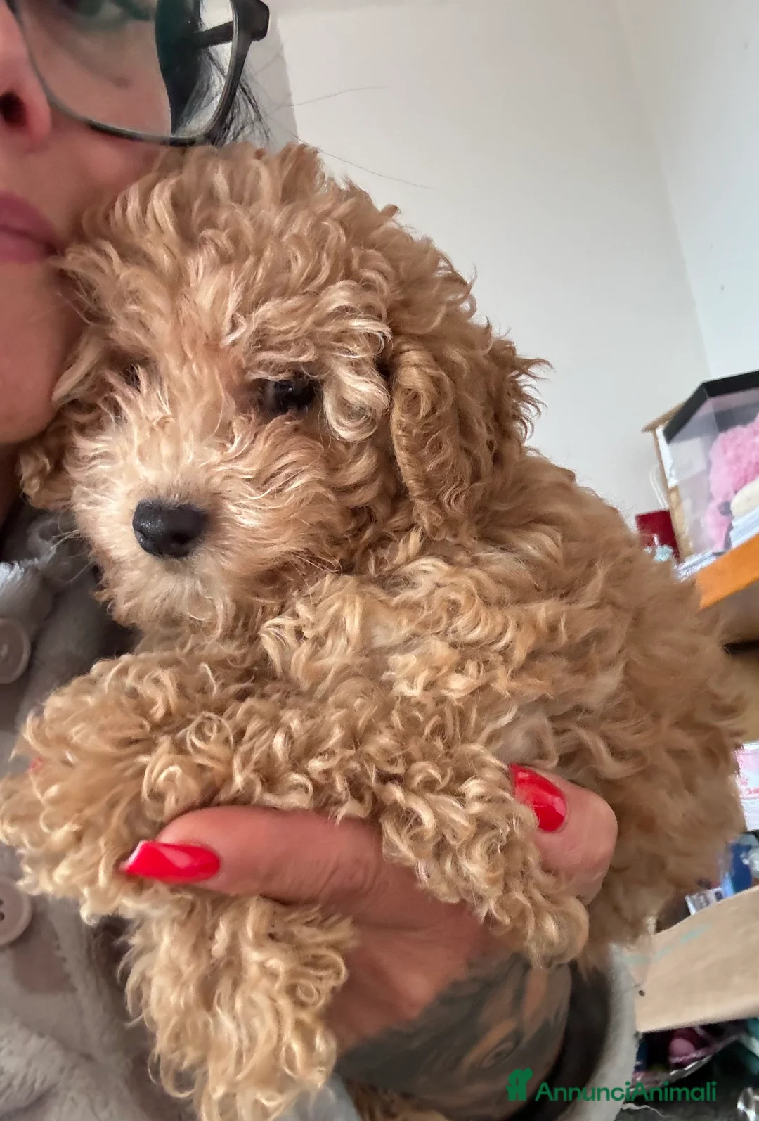 Barboncino cani in vendita: Barboncina nana rossa - Annuncio 2