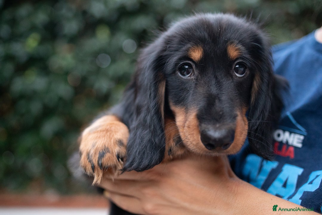 Bassotto cani in vendita: Bassotto a pelo lungo a Città metropolitana di Roma Capitale - Immagine 3