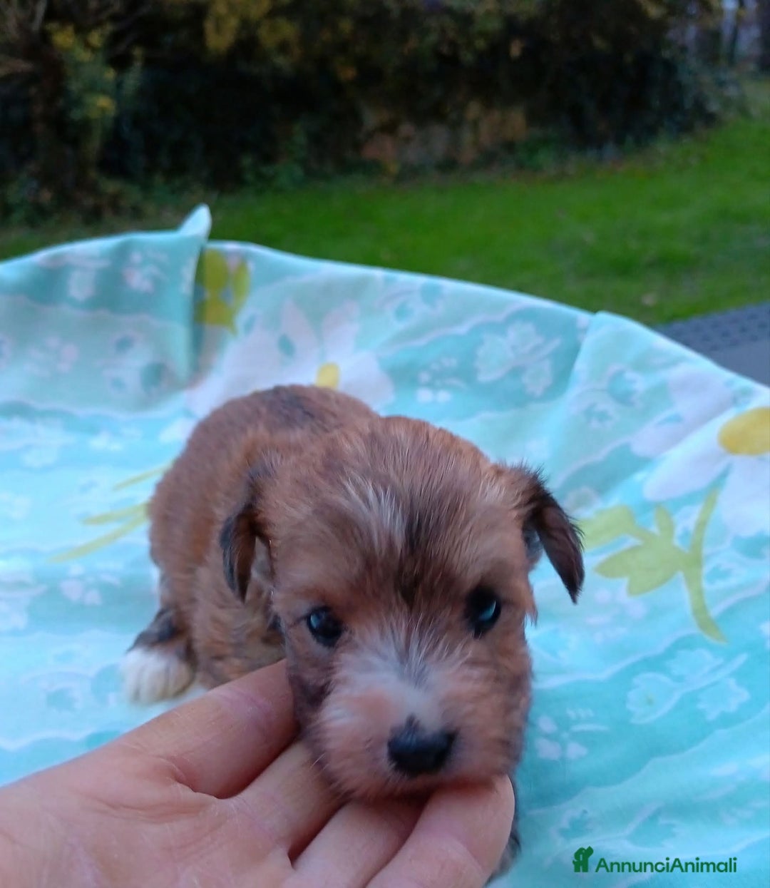 Yorkshire cani in vendita: Morkie (Maltese-Yorkshire)  a Città Metropolitana di Torino - Immagine 3
