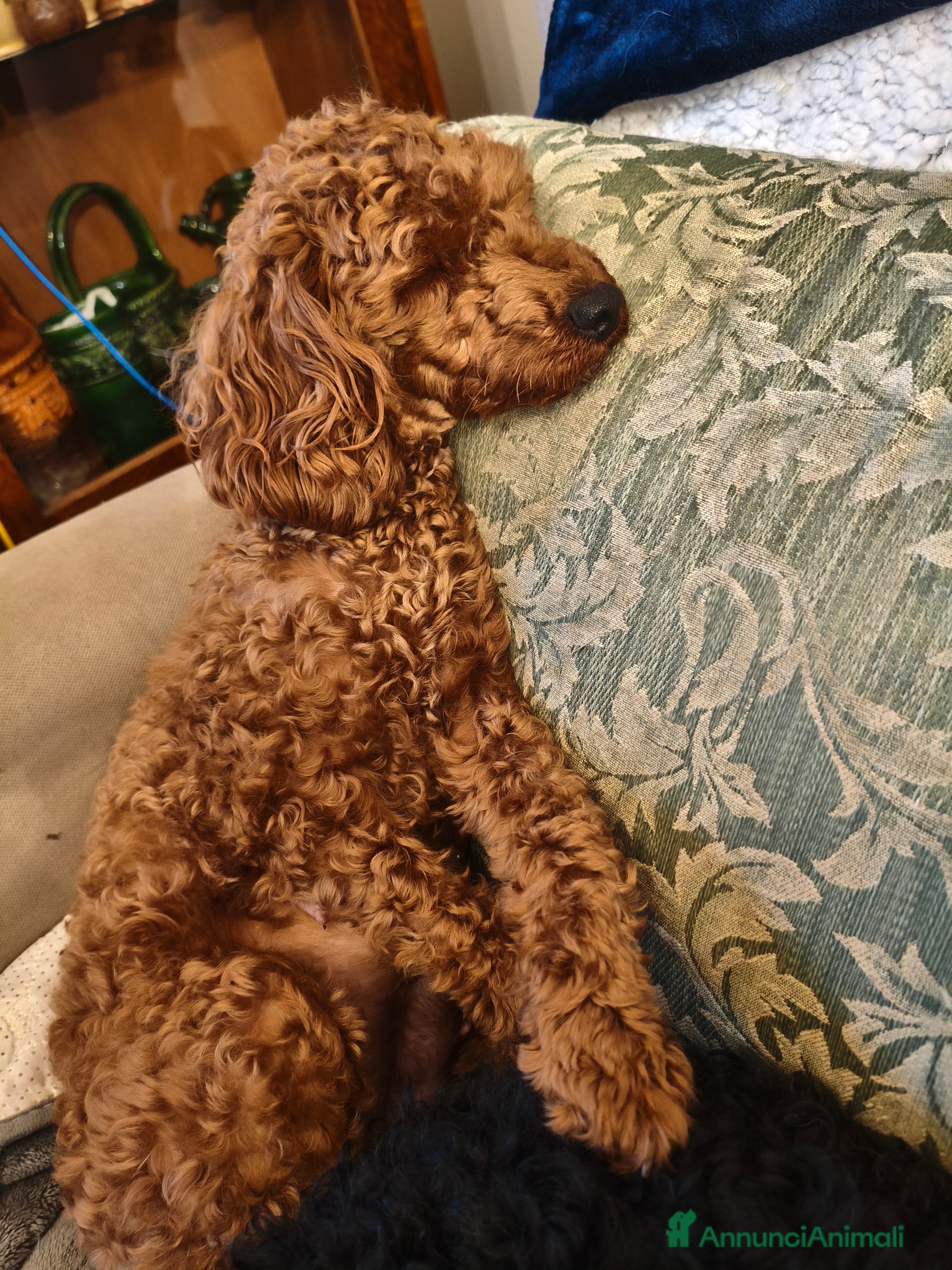 Barboncino Toy cani Barboncino toy - Annuncio 1