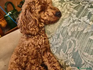 Barboncino Toy cani Barboncino toy - Annuncio 1