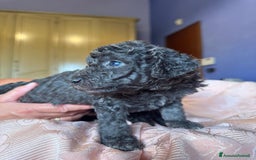 Barboncino cani in vendita: Barboncini toy e nano a Città metropolitana di Roma Capitale - Immagine 6