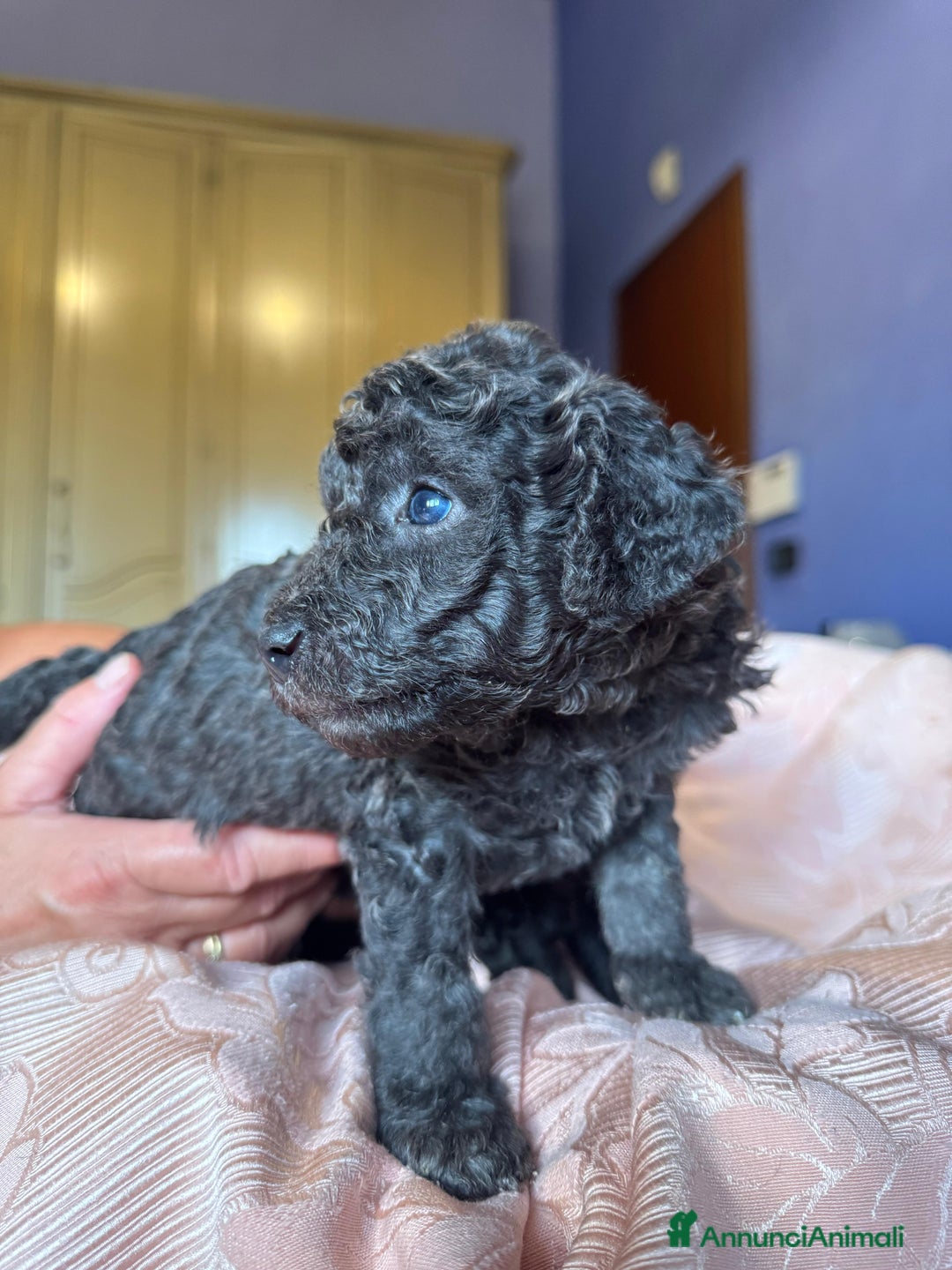 Barboncino cani in vendita: Barboncini toy e nano a Città metropolitana di Roma Capitale - Immagine 6