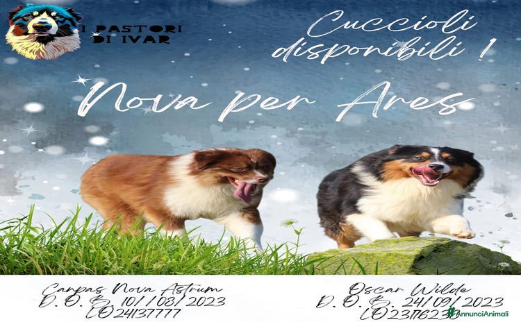 Australian Shepherd cani - Annuncio 9