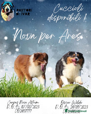 Australian Shepherd cani - Annuncio 2